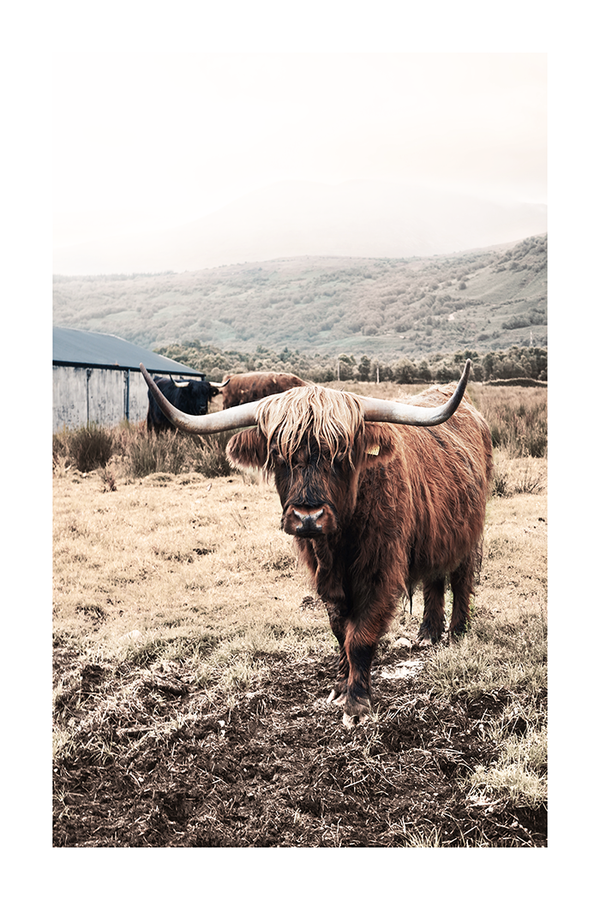 Grassland Highland Cow Poster