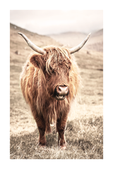 Highland Cow Poster No.4