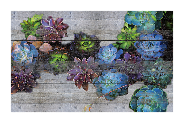 Succulent in Wood Poster