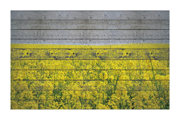 Yellow Hydrangea Field Poster