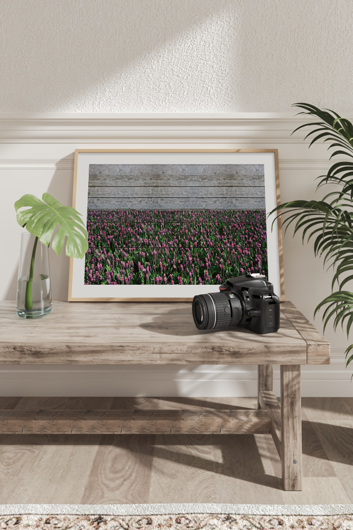 Growing Lavender Field Poster