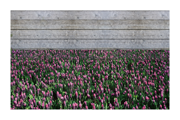 Growing Lavender Field Poster