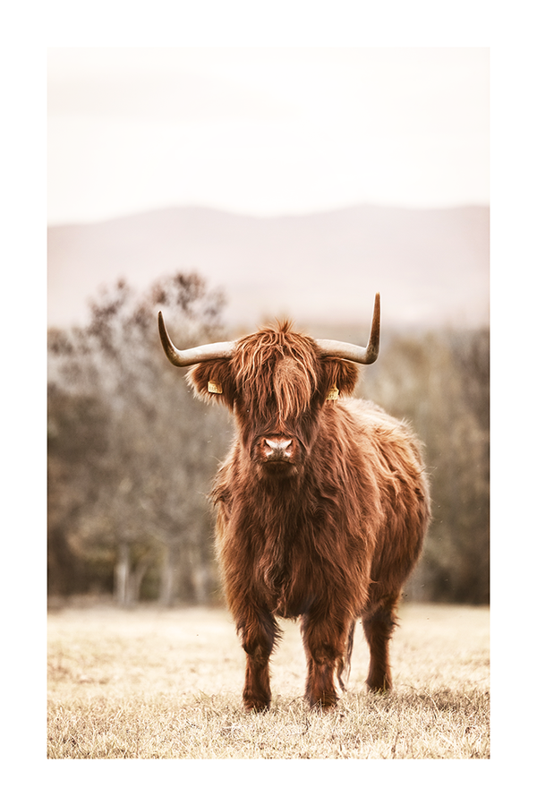 Grassland Highland Cow Poster No.2