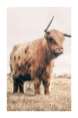 Strong Highland Cow Poster