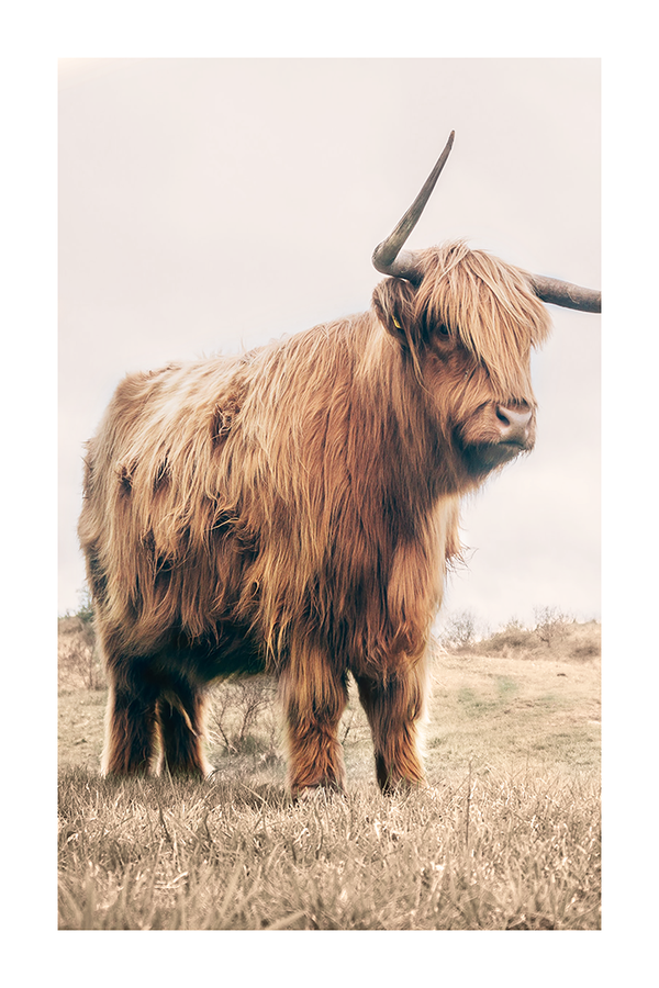 Strong Highland Cow Poster