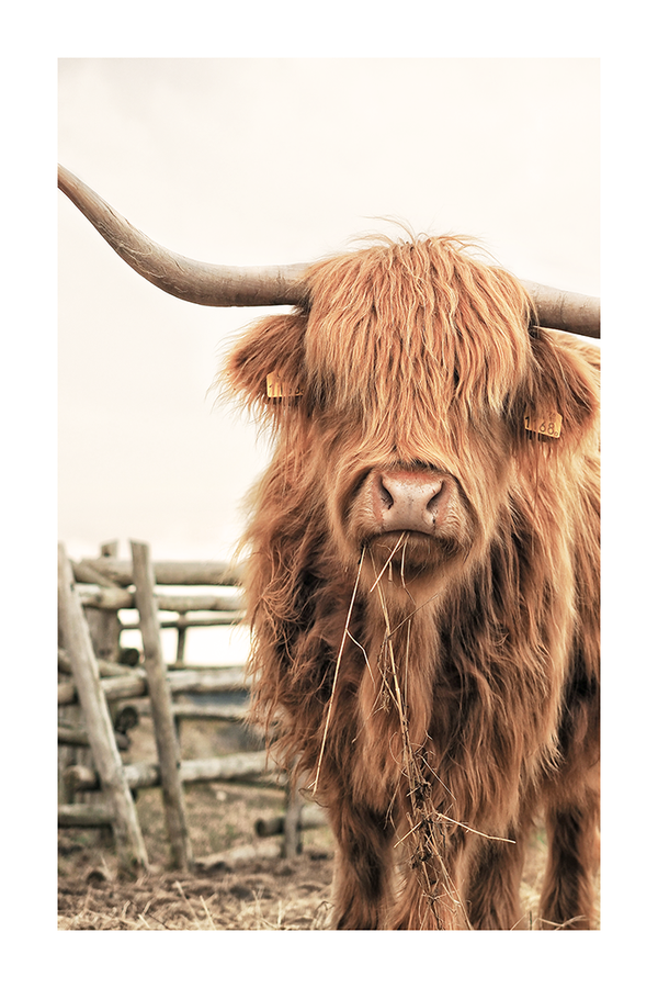 Highland Cow Close Up Poster No.2