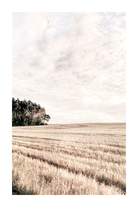 Autumn Weeds Field Poster