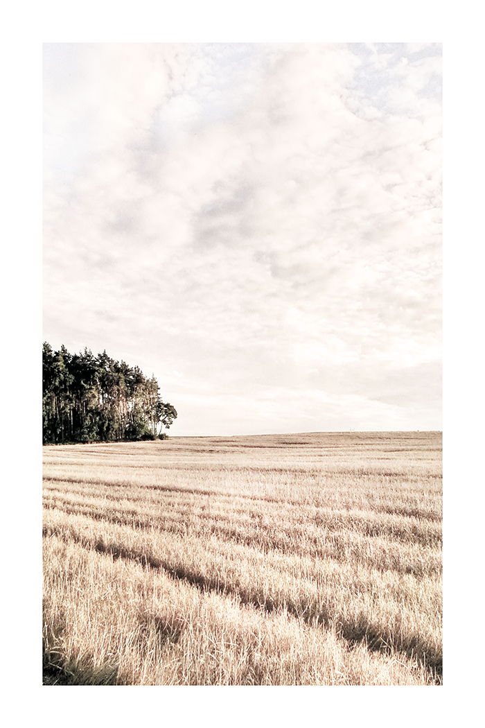 Autumn Weeds Field Poster