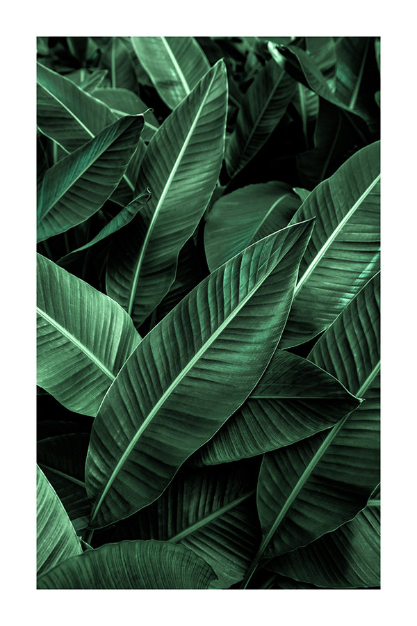Banana Leaf Poster