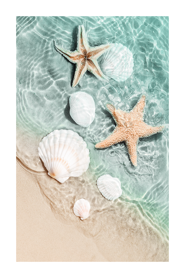 Beach Shell Poster