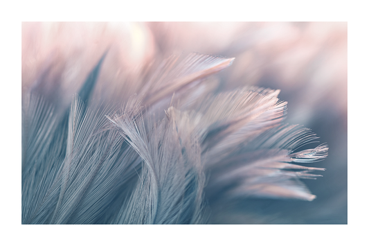 Feather Poster