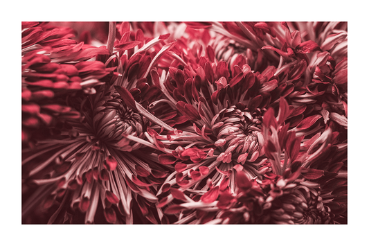 Red Dahlia Poster