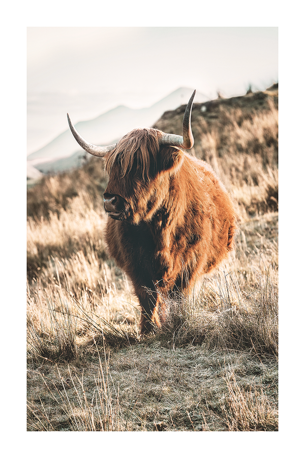 Wild Highland Cow Poster