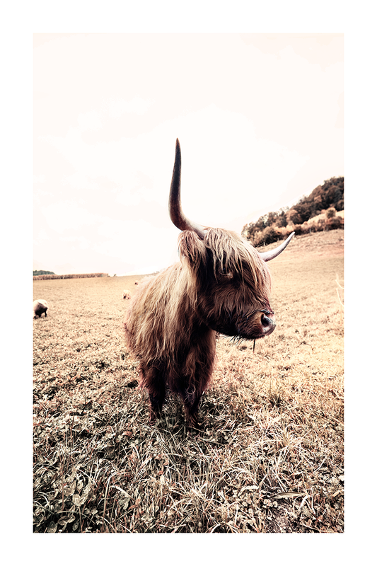 Wild Highland Cow Poster No.2
