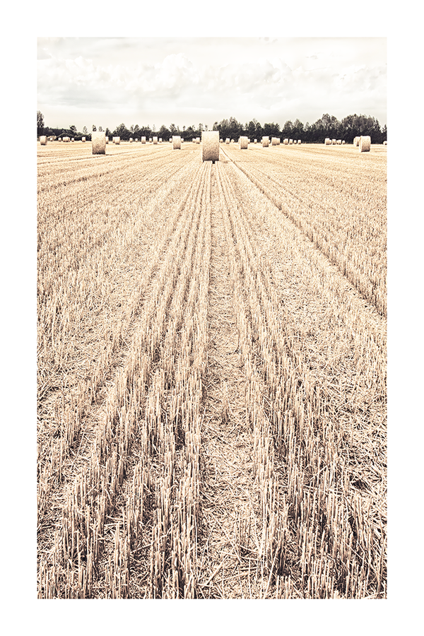 Wheat Field Poster No.3