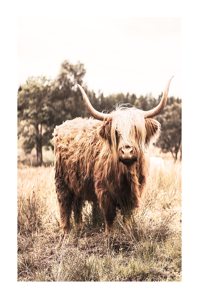 Wild Highland Cow Poster No.3