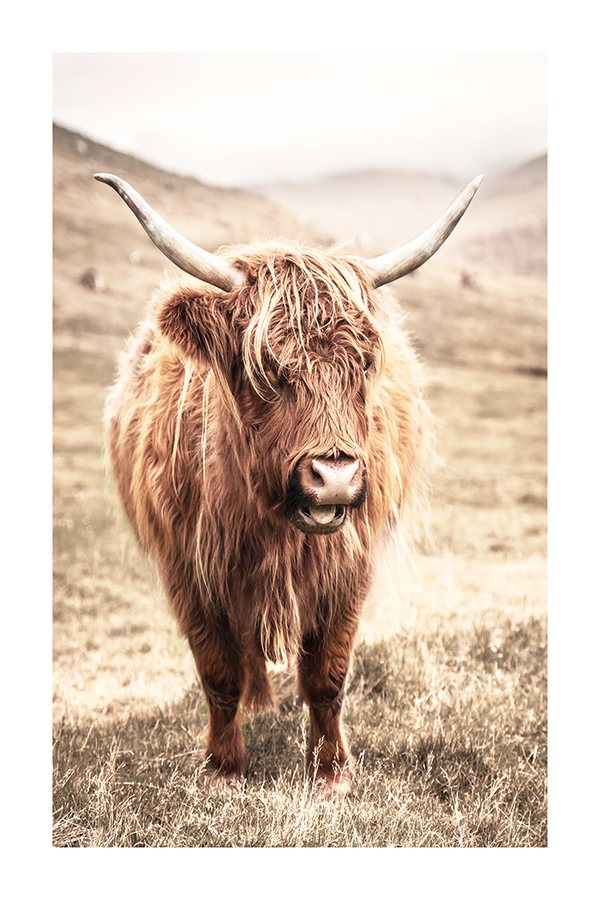 Wild Highland Cow Poster No.4